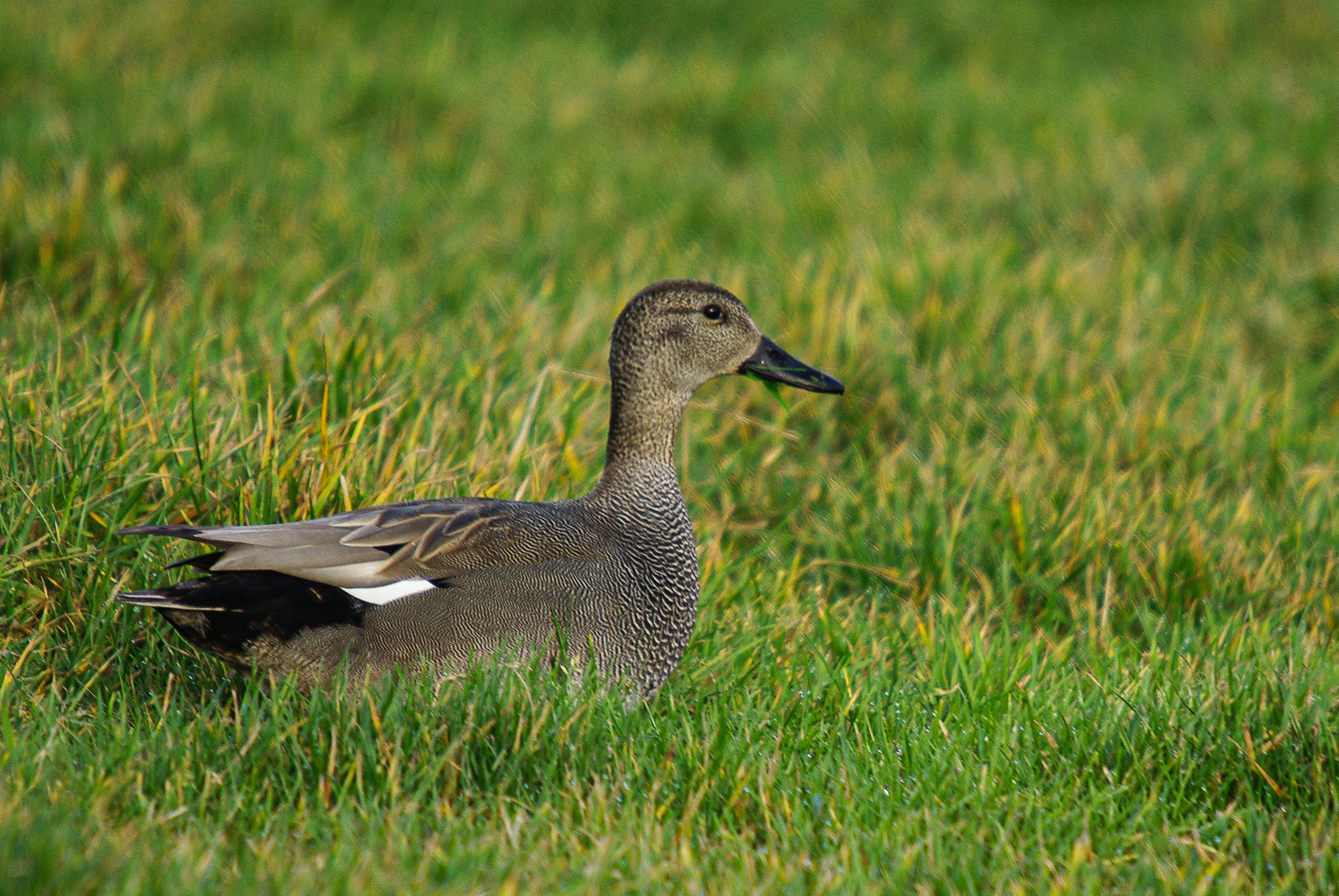 Canard chipeau (Gadwall, Mareca strepera), mâle adulte nuptial, Réserve Naturelle de Mont-Bernanchon, Hauts de France.